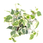 Variegated Algerian Ivy